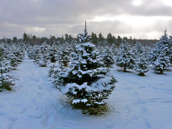 The History and Lore Behind the Christmas Tree • Salt Lake Magazine