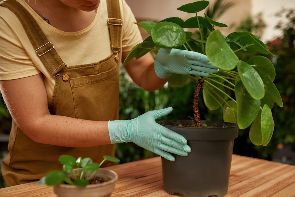 Cropped shot of female gardener wearing protective gloves standing near the table, taking care of potted houseplant at home. Gardening, hobby concept. Horizontal shot
