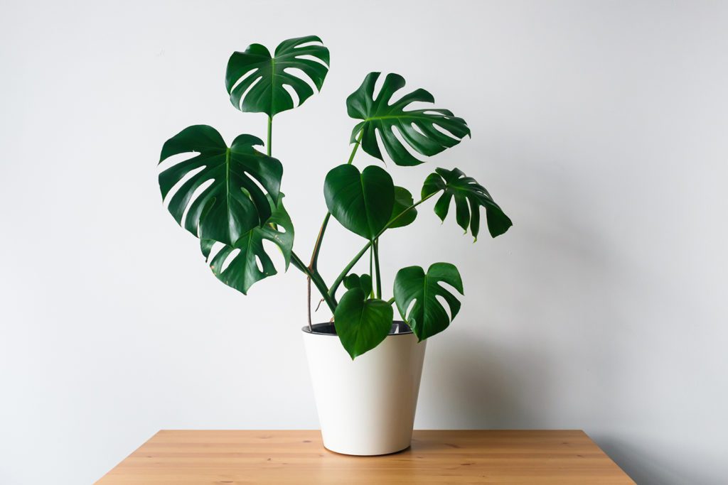 Houseplant trends 2022